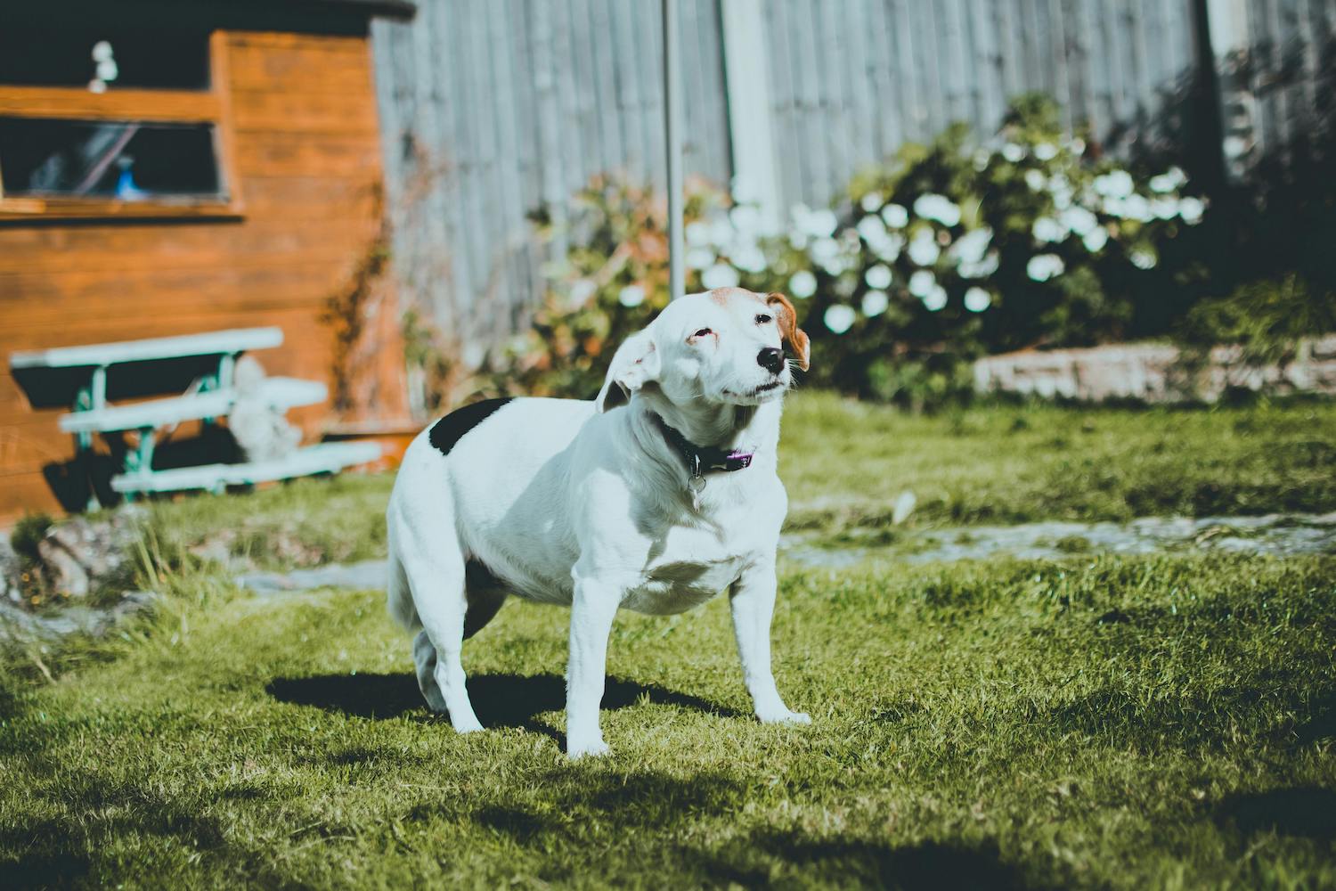 The Importance of Timely Dog Poop Cleaning: Keep Your Outdoor Space Clean with a Dog Poop Cleaning Service