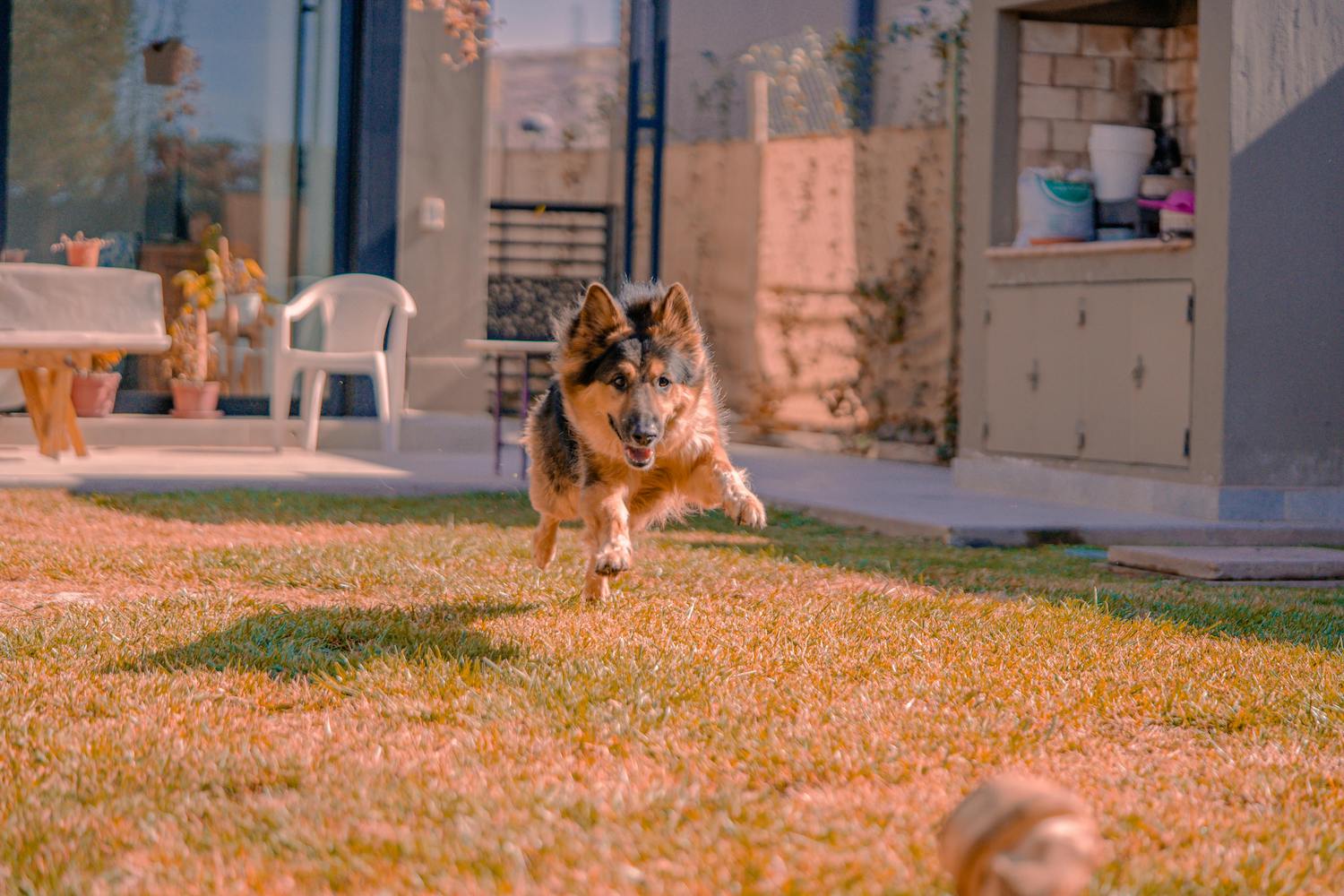 Proper Dog Waste Removal: Tools, Steps, and the Benefits of Hiring a Pet Waste Removal Company