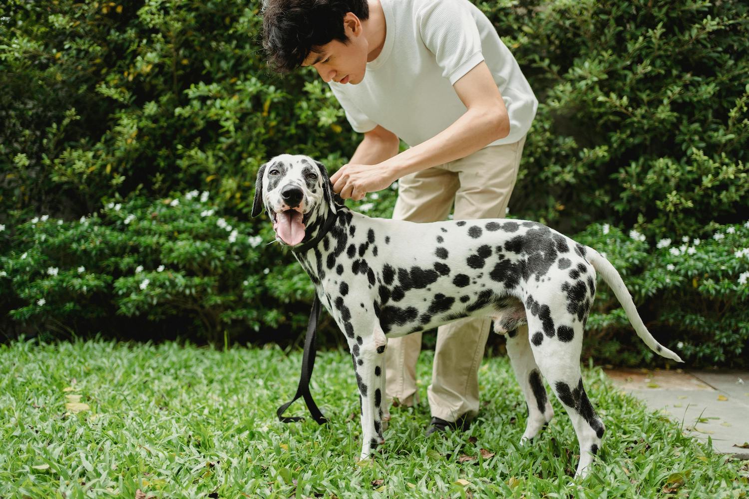 How to Create a Pet Waste Management Plan: Keeping Your Outdoor Space Clean and Poop-Free