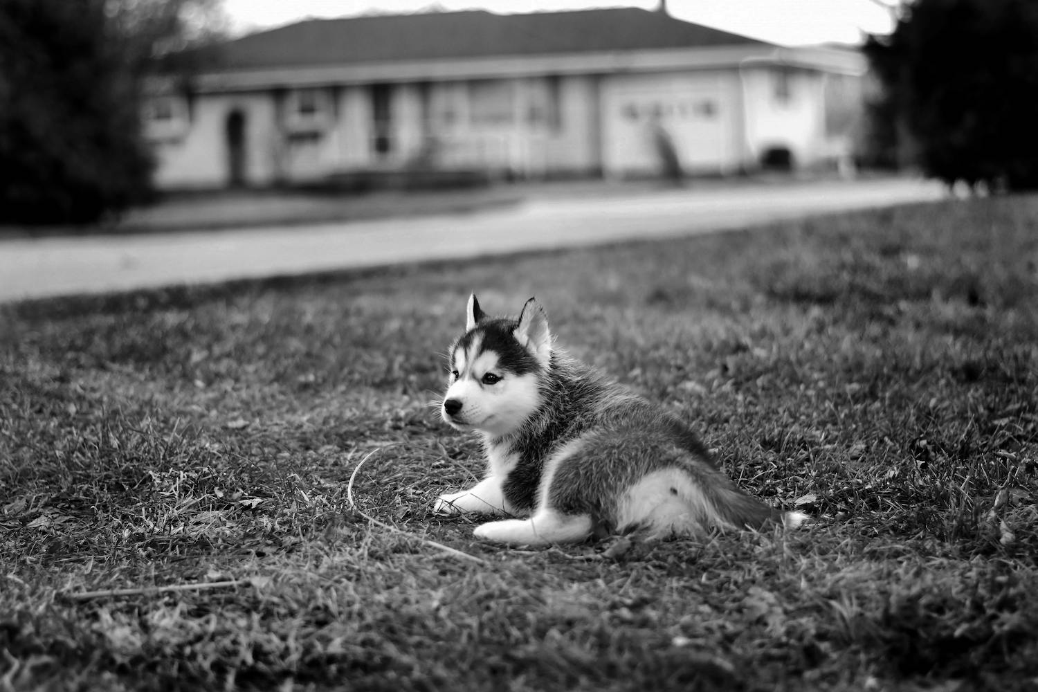 How Pet Waste Removal Prevents Disease and Parasite Infections in Pets